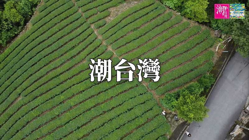 空拍坪林青年茶農傳承精神　世新大學學生獲全民潮台灣競賽參獎